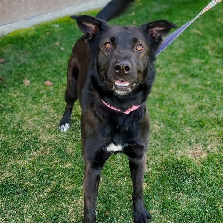 Maclean-Cameron Animal Adoption Center Pet of the Week - Willow