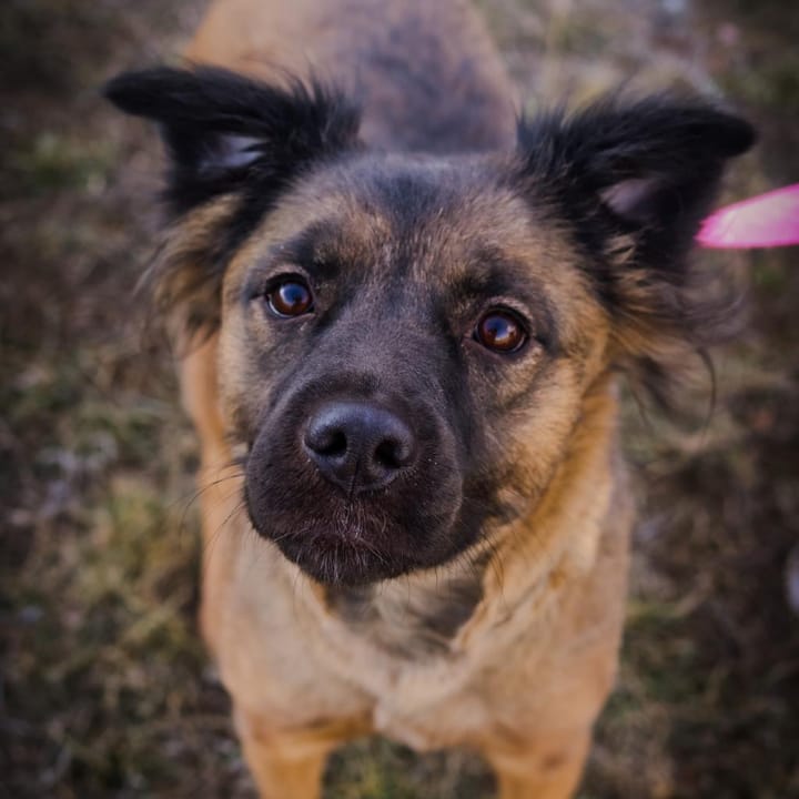 Maclean-Cameron Animal Adoption Center Pet of the Week - Milly