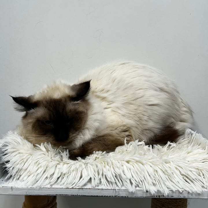 Maclean-Cameron Animal Adoption Center Pet of the Week - Moon and Boon