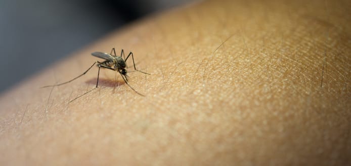 West Nile Virus Detected in Cascade County Mosquito Pool