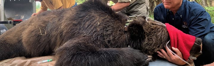 FWP Releases Bear Relocation Dashboard