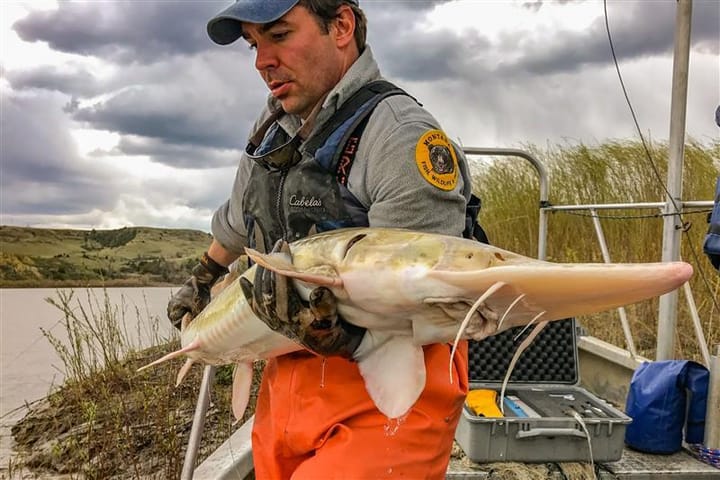 Pallid Sturgeon Puzzle: Fisheries Crew Working to Put all the Recovery Pieces Together