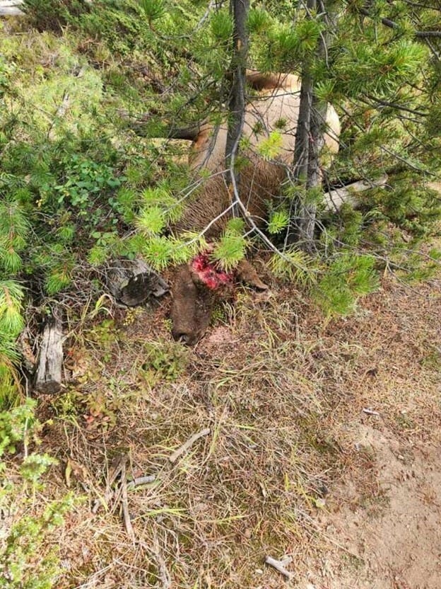 FWP Looks for Information on Illegal Killed Bull Elk in HD 380