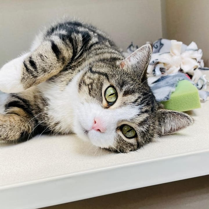 Maclean-Cameron Animal Adoption Center Pet of the Week - Rebel