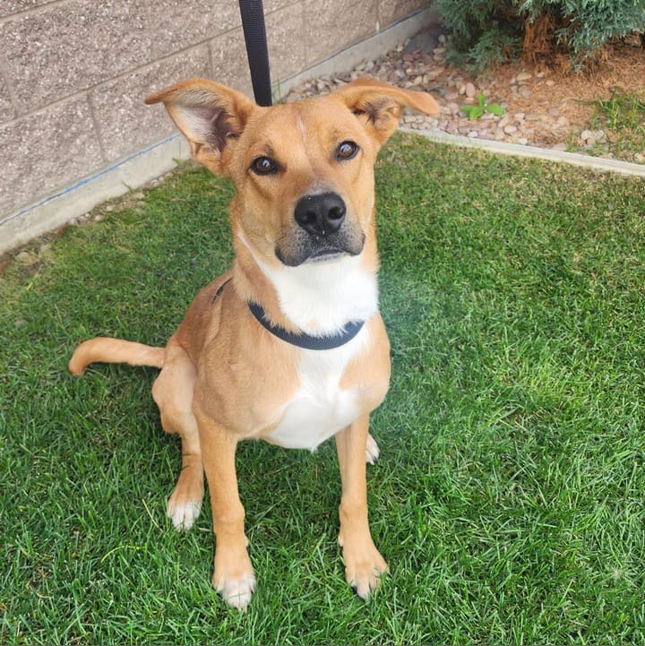 Maclean-Cameron Animal Adoption Center Pet of the Week - Robert