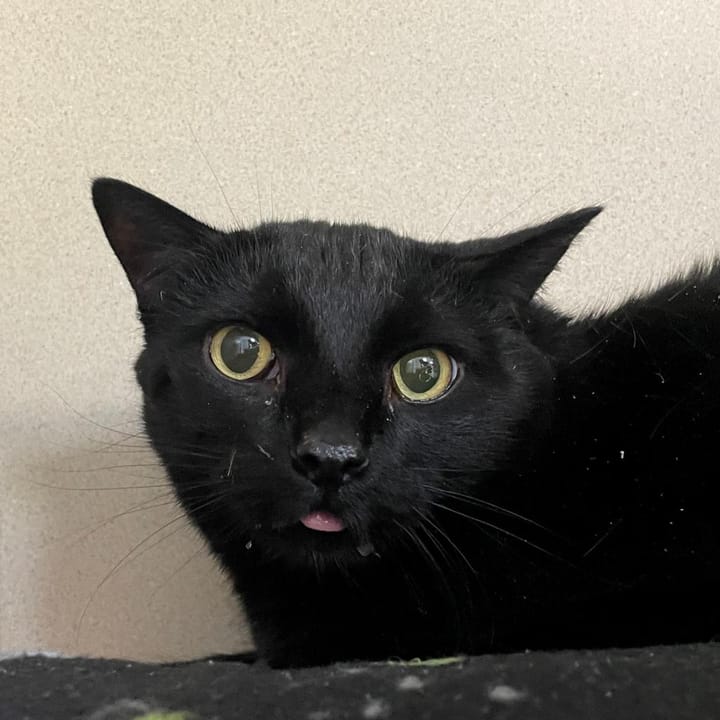 Maclean-Cameron Animal Adoption Center Pet of the Week - Sixx