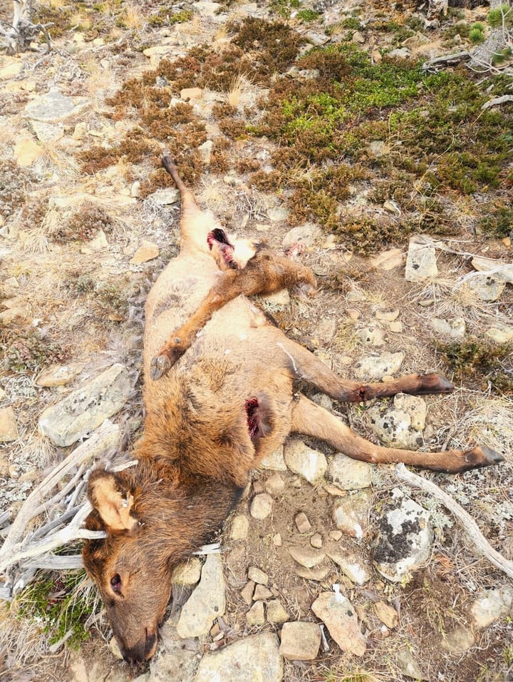 Information Sought on Three Elk Poached Near Augusta
