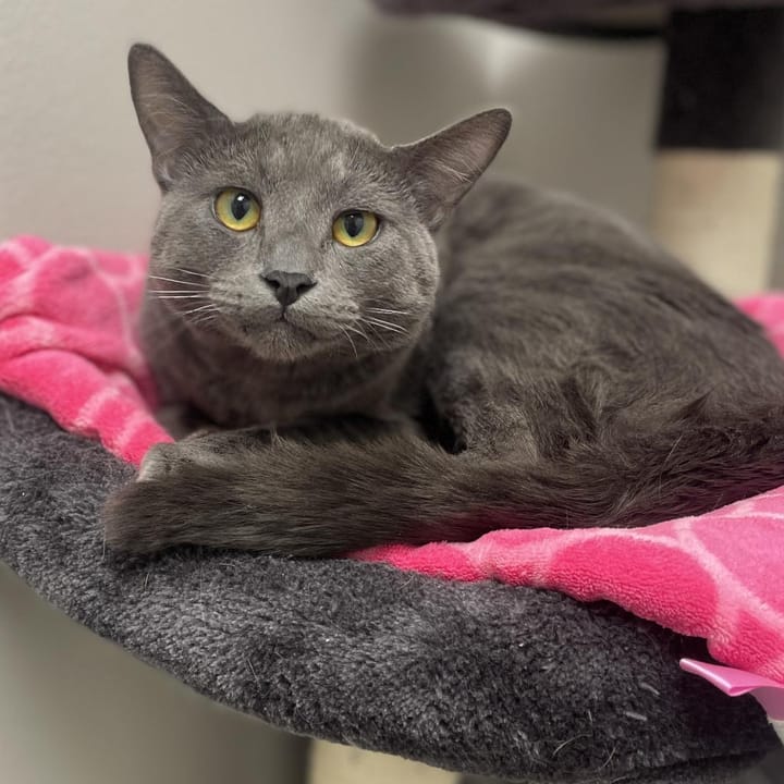 Maclean-Cameron Animal Adoption Center Pet of the Week - Thunder
