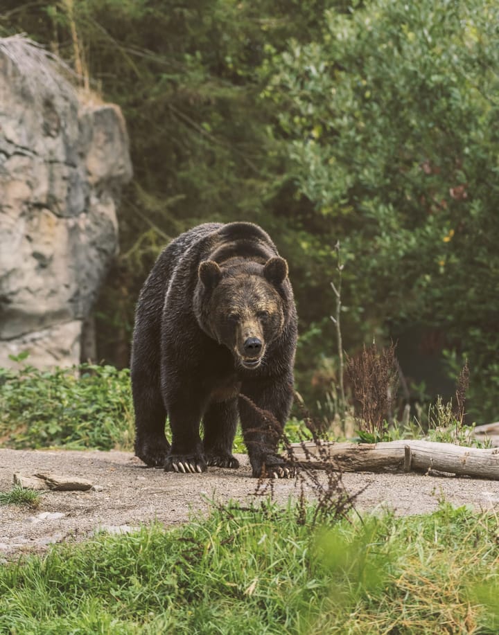 Montana, BNSF Railway Partner on Plan to Enhance Grizzly Bear Conservation Efforts
