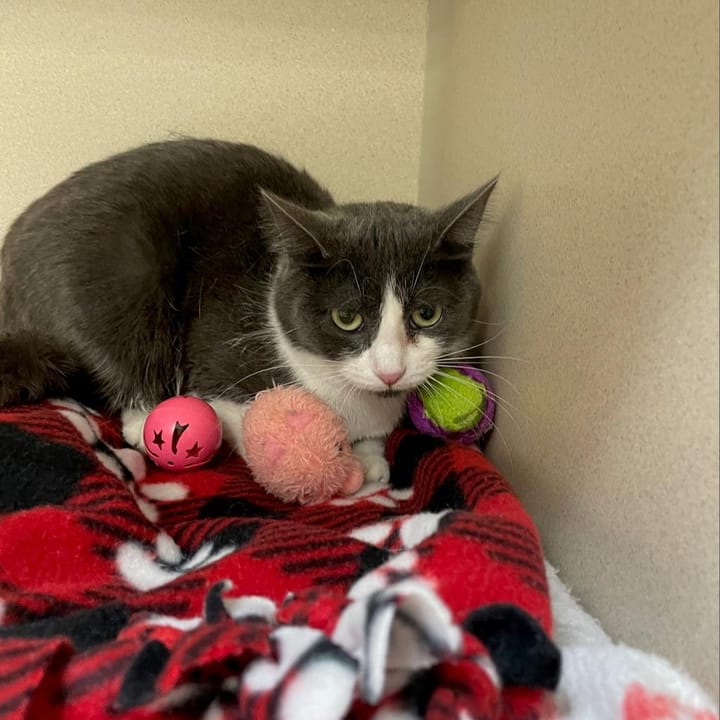 Maclean-Cameron Animal Adoption Center Pet of the Week - Weasel