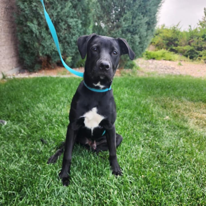 Maclean-Cameron Animal Adoption Center Pet of the Week - Wolverine