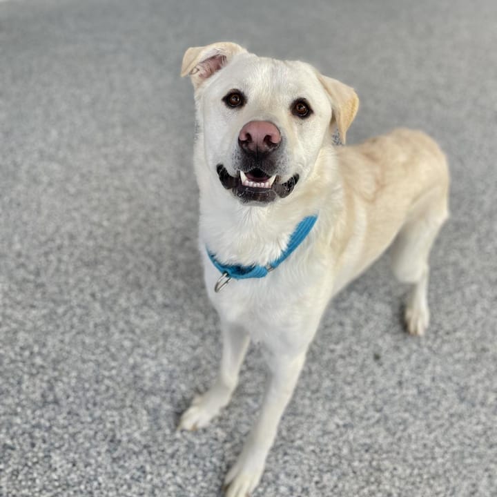 Maclean-Cameron Animal Adoption Center Pet of the Week - Yeti