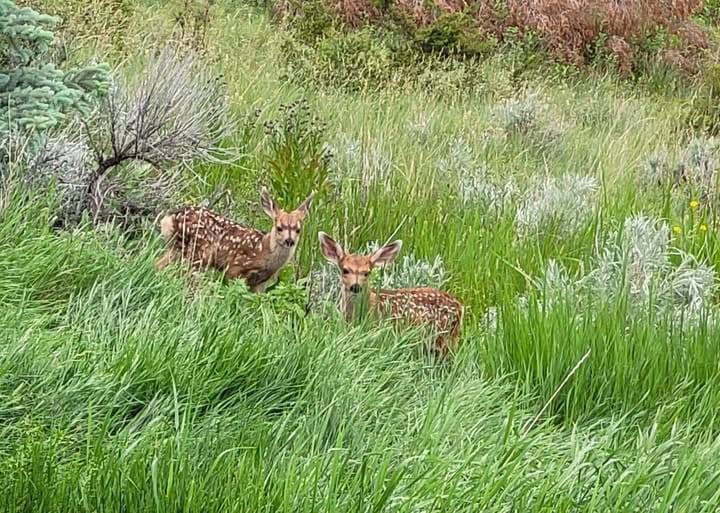 Hope for Mule Deer Recovery as Rainfall Improves Habitat in North-Central Montana