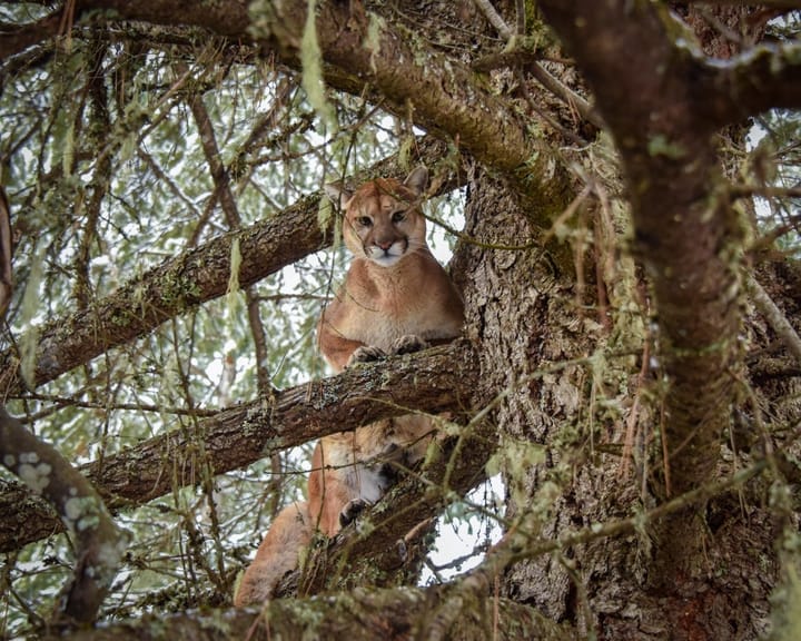 Changes to Mountain Lion Quotas Set By Fish and Wildlife Commission